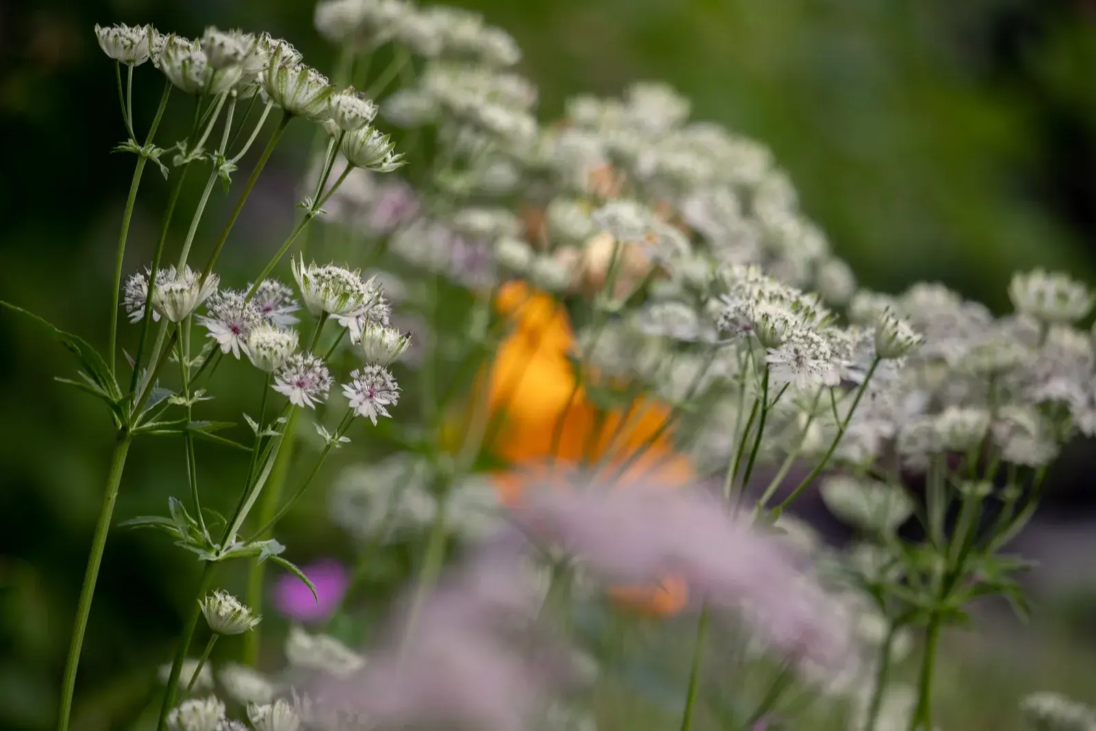 Vita blommor i gårdens trädgård